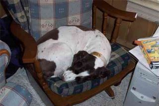 felicia_curled_up.jpg (large)